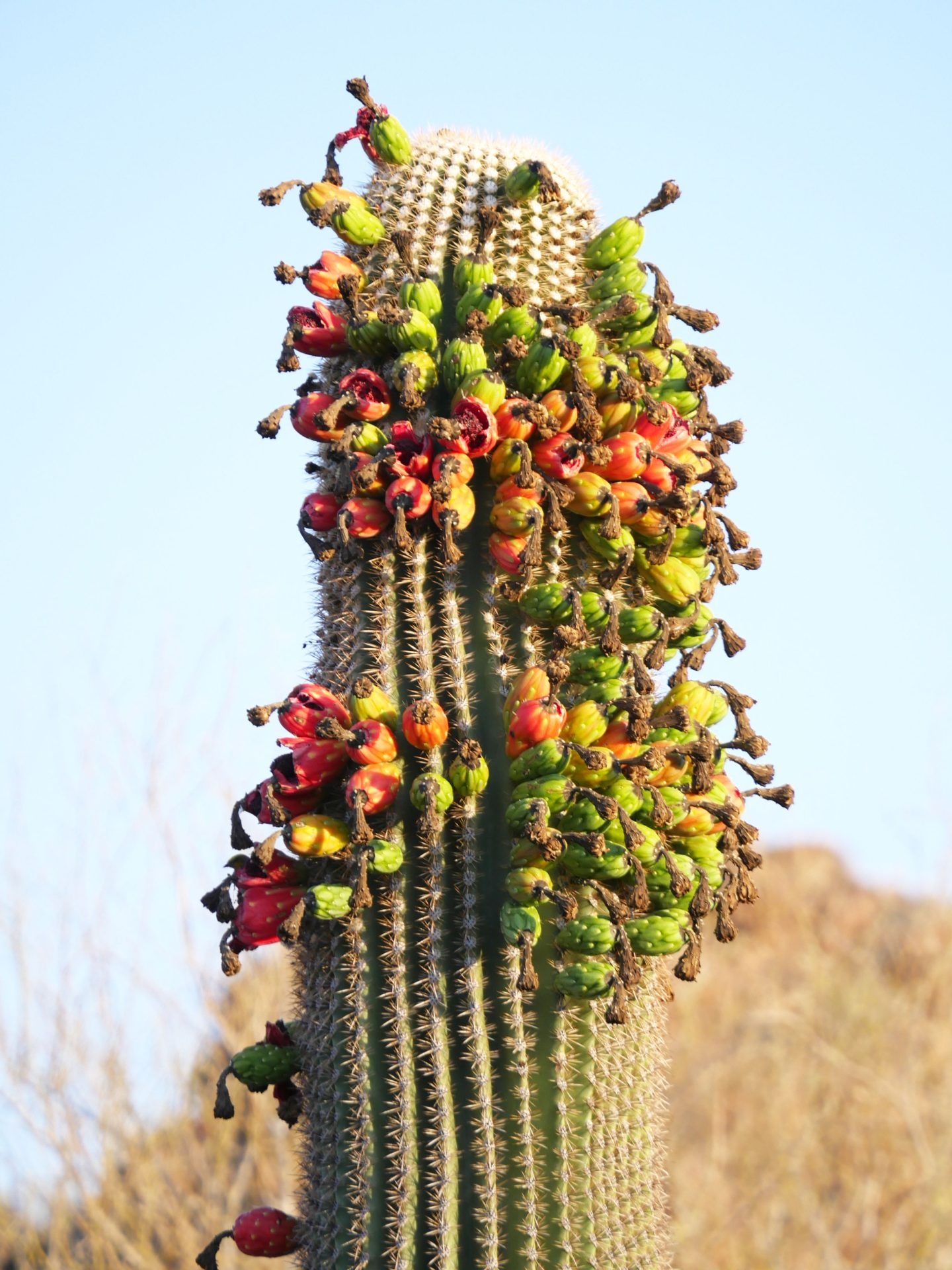 Irregular 'side blooms' on saguaros signify a parched desert, News