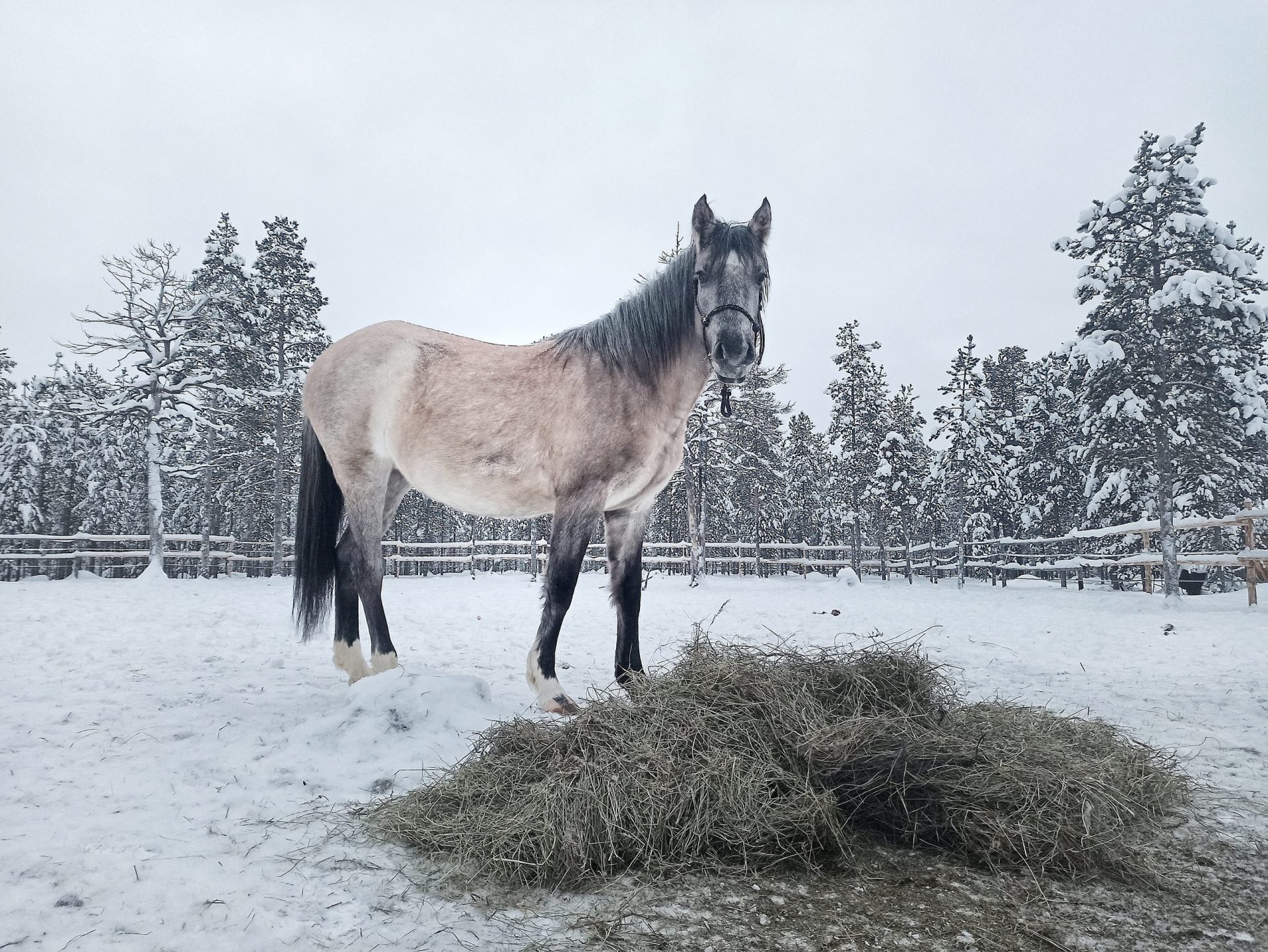 SRPMIC Wild Horse Takes a Journey to Finland