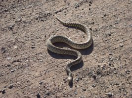 It’s Snake Season at SRPMIC! It’s Snake Season at SRPMIC!