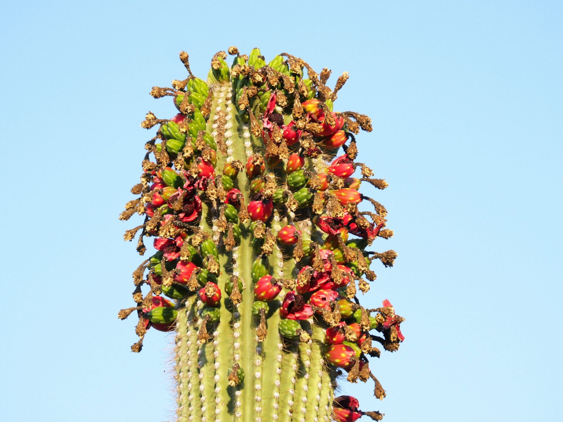 O’odham Perspective on Saguaro Side Bloom Phenomenon
