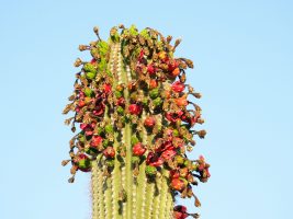 O’odham Perspective on Saguaro Side Bloom Phenomenon