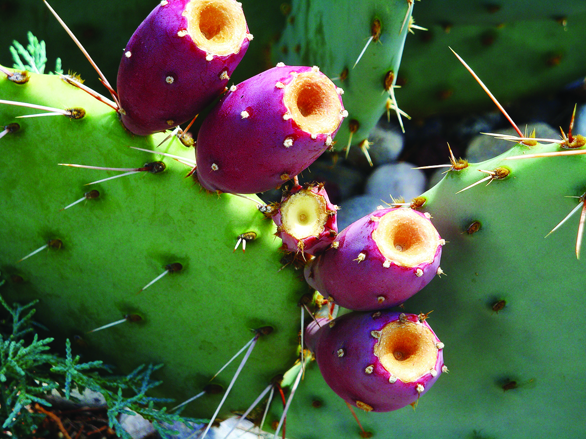 Harvesting the Fruit of the Prickly Pear