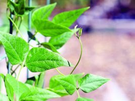 Community Garden Harvests Tepary Beans From New Field