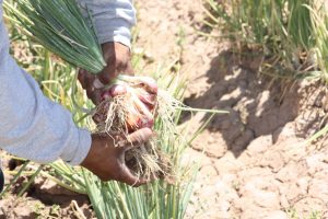 I’itoi Sivol Continues to Grow in O’odham Communities