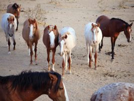 Caring for Protected Wild Horses Takes Dedication Caring for Protected Wild Horses Takes Dedication