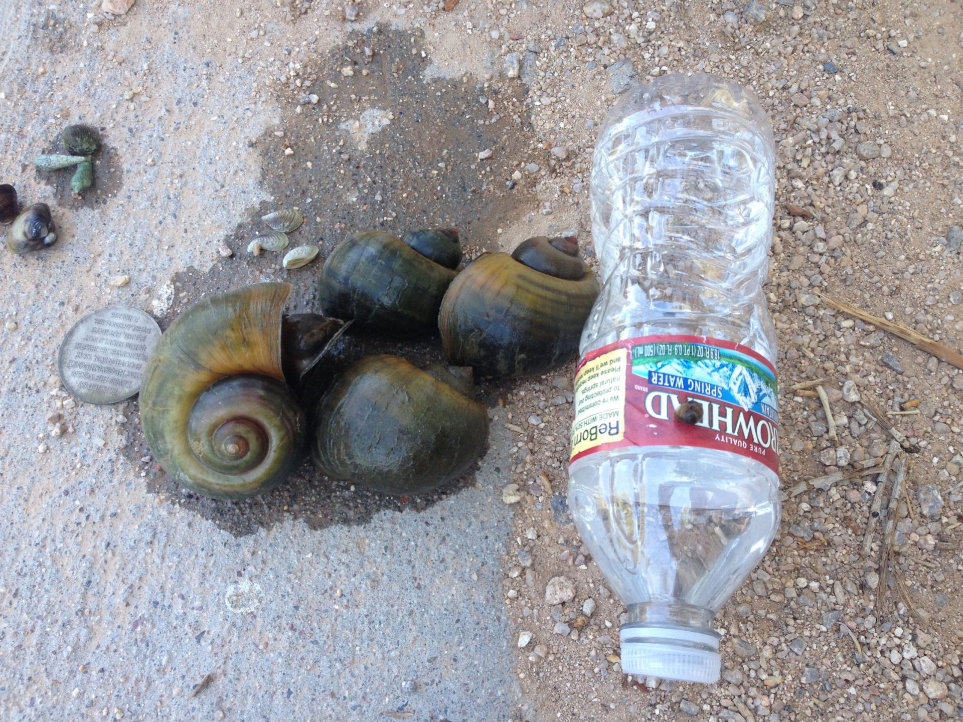 Invasive Apple Snails a Threat to Community’s Riparian Area