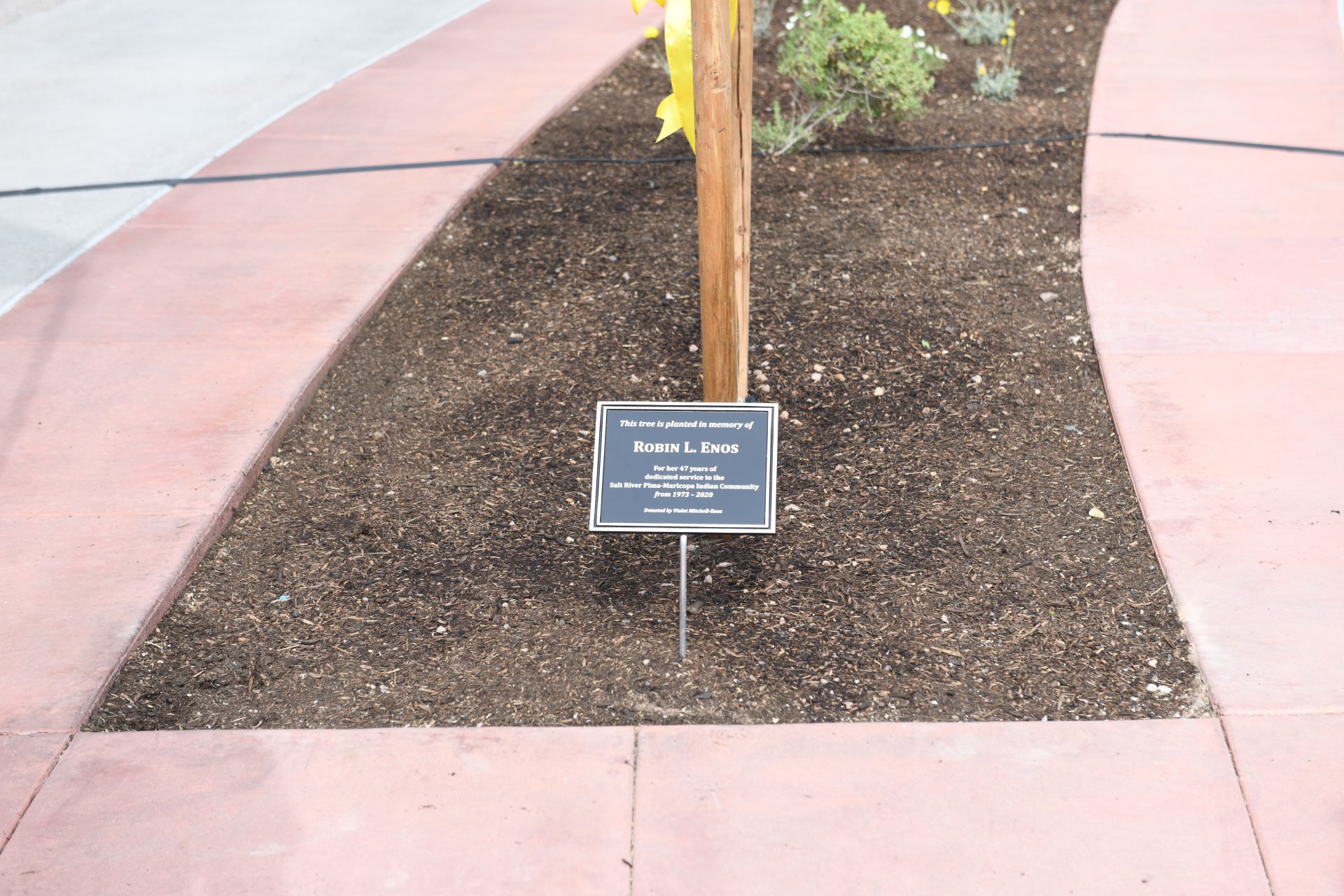 Former HR Director Robin Enos Honored With Ash Tree Dedication