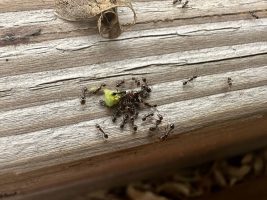 O’odham Cultural Significance of Ants and the Importance of the Traditional Knowledge O’odham Cultural Significance of Ants and the Importance of the Traditional Knowledge