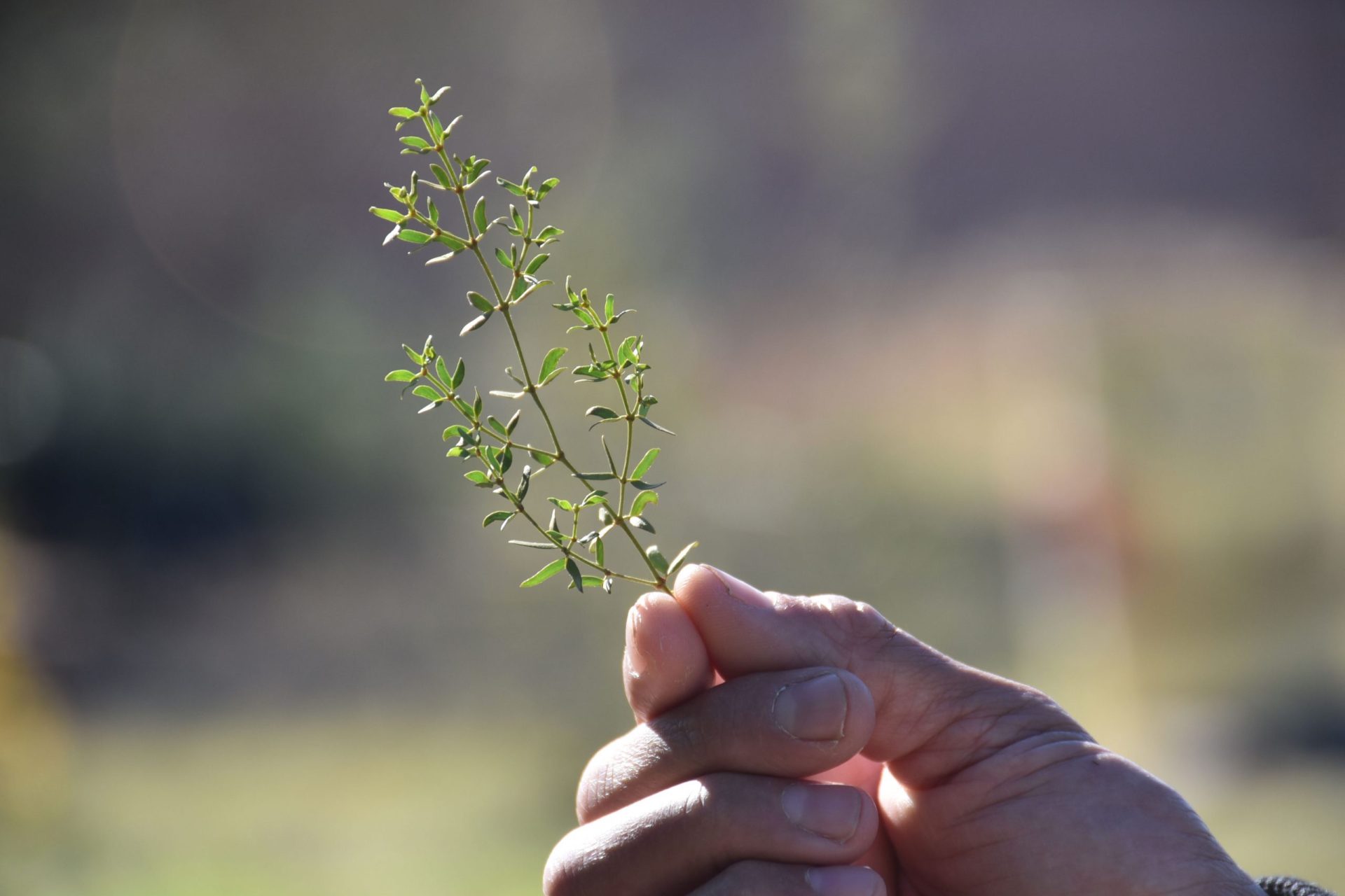 O’odham Reconnecting With Desert Plants: Creosote