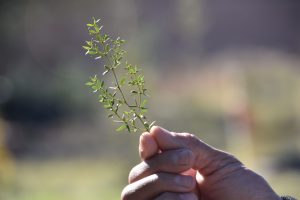 O’odham Reconnecting With Desert Plants: Creosote