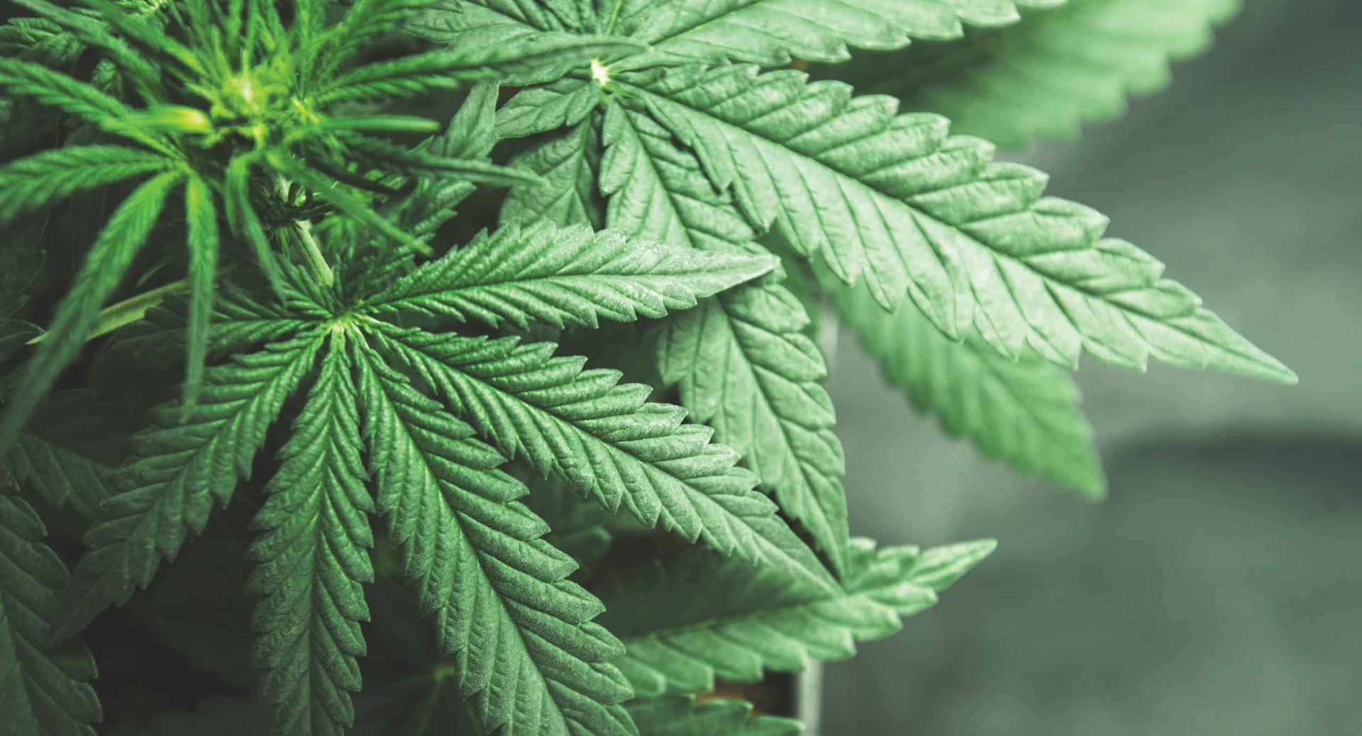 Council Approves New Comprehensive Drug-Related Laws, Including Recreational Marijuana Use