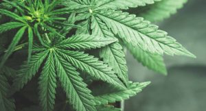 Council Approves New Comprehensive Drug-Related Laws, Including Recreational Marijuana Use