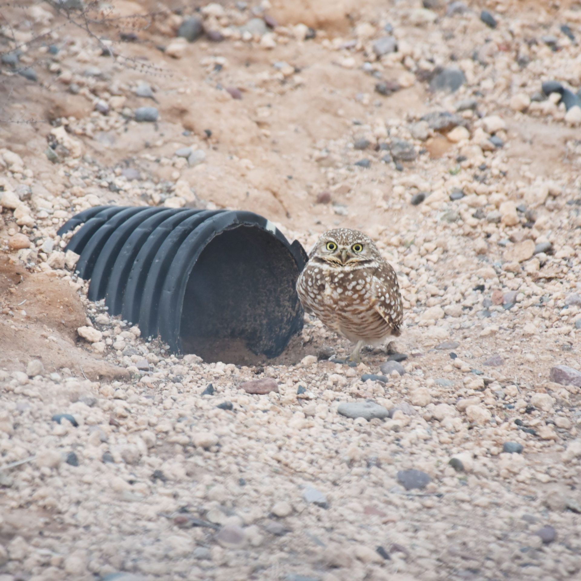 Burrowing Owl Sightings and Their Cultural Significance Burrowing Owl Sightings and Their Cultural Significance