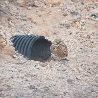 Burrowing Owl Sightings and Their Cultural Significance