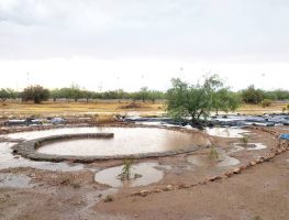 Native Seeds/SEARCH Successfully Tests Spiral Basin Inspired By Salt River Community Garden