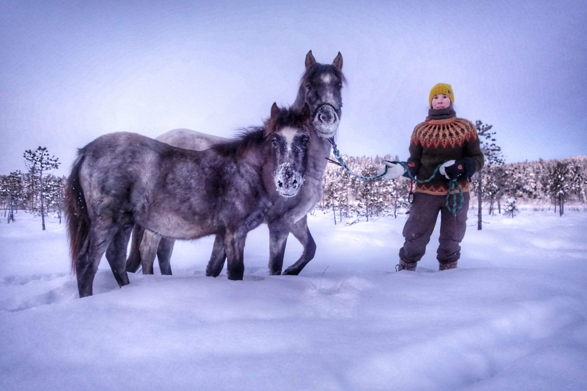 SRPMIC Wild Horses Thriving in Finland SRPMIC Wild Horses Thriving in Finland