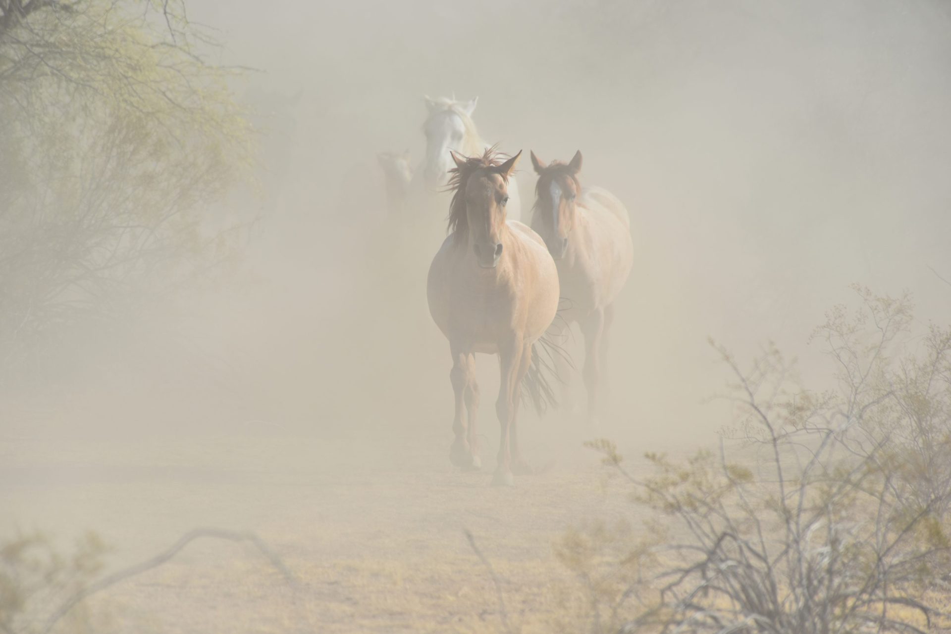 What Do SRPMIC Wild Horses Eat? What Do SRPMIC Wild Horses Eat?