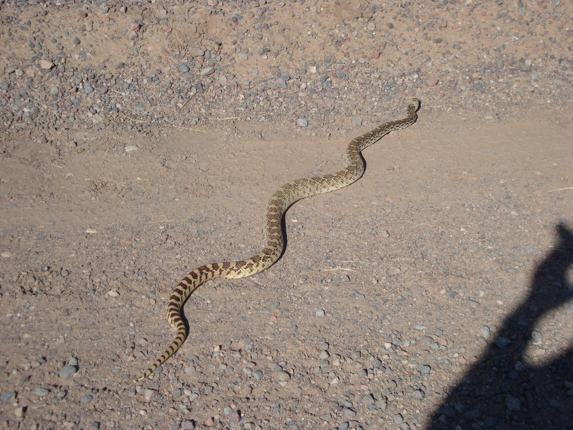 Snakes on the Range: The Three Most Common Snakes in the Community