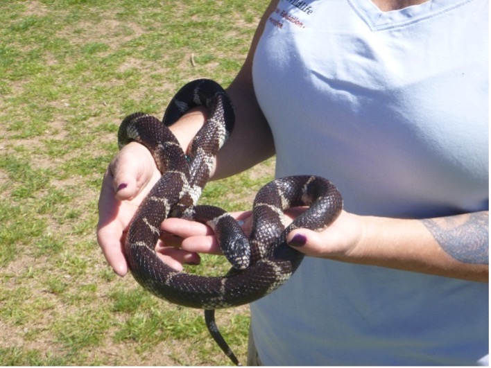 Snakes on the Range: The Three Most Common Snakes in the Community