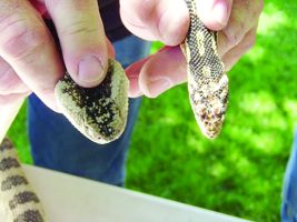 Snakes on the Range: The Three Most Common Snakes in the Community