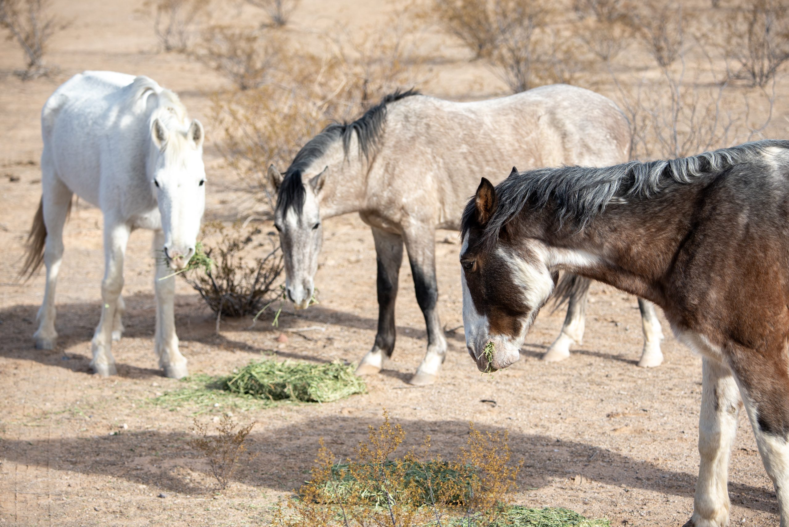 Wild horse アシンメトリーカーデ Carter Reservoir Wild Horse Herd | Sierra Nevada Geotourism