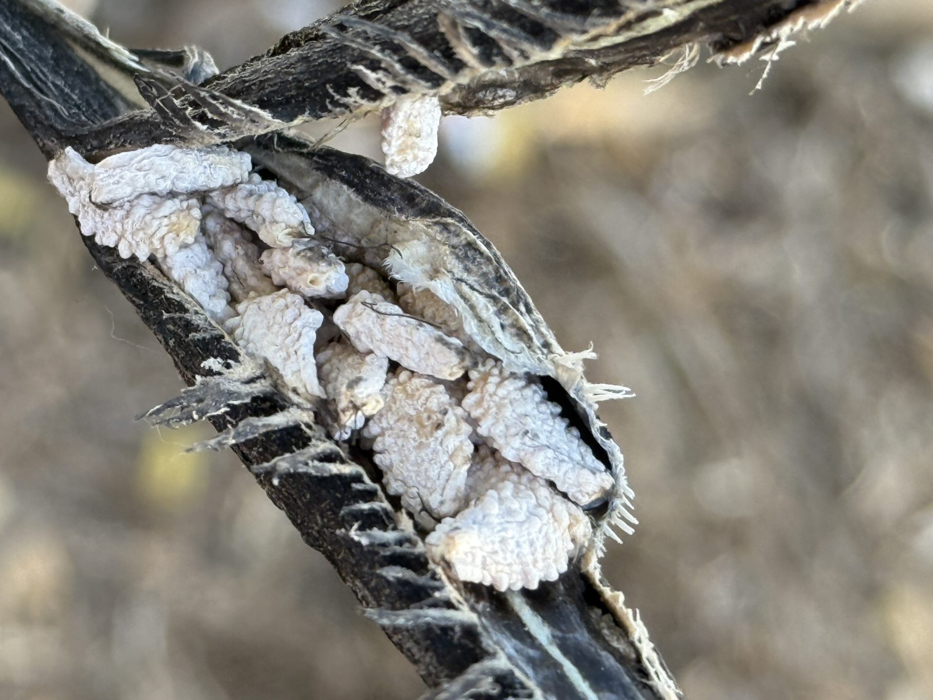 Community Garden Awarded Recycling Grant, and Other Updates