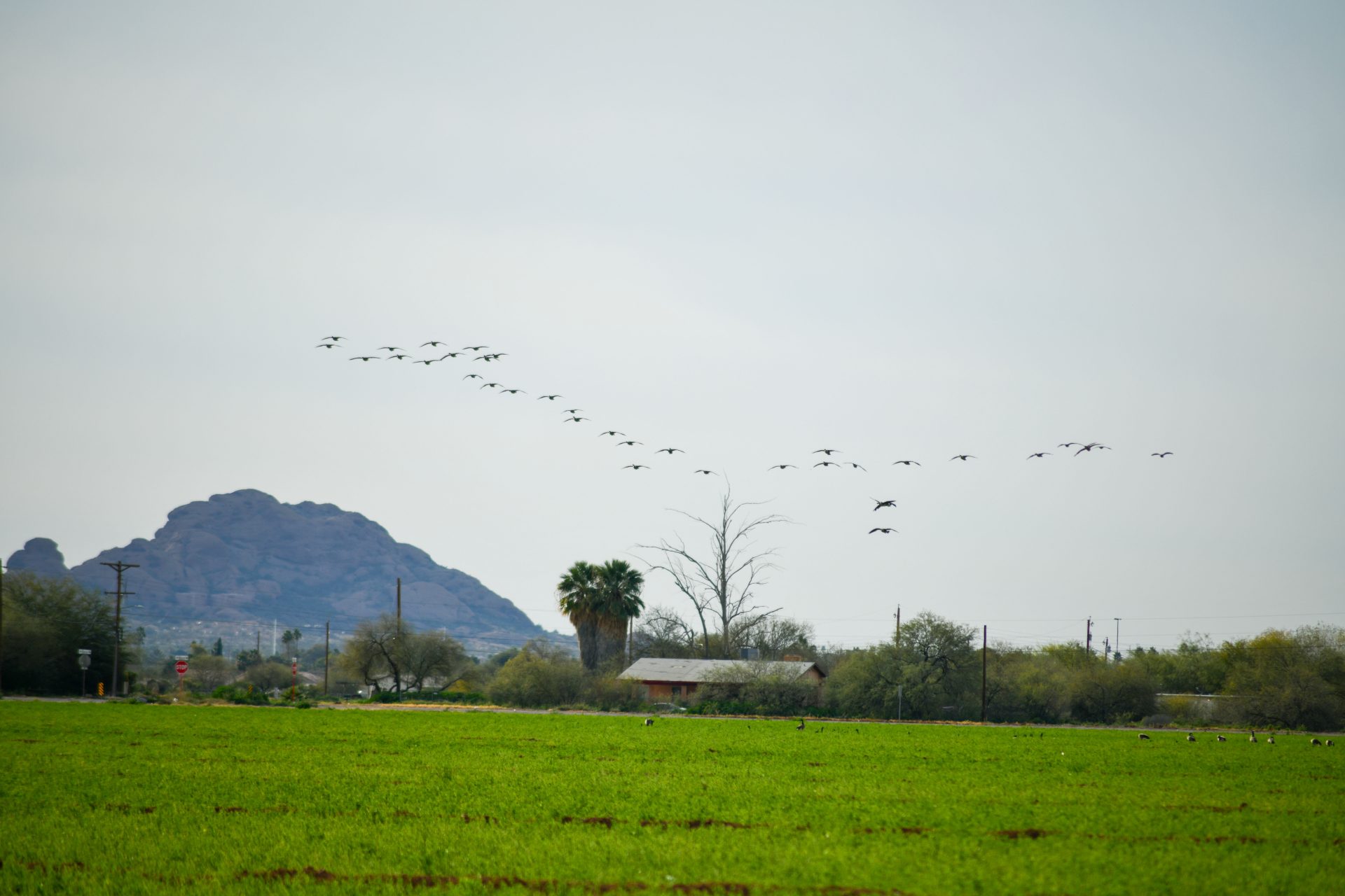Just Passing Through: Geese Drop In on the Community During Migration