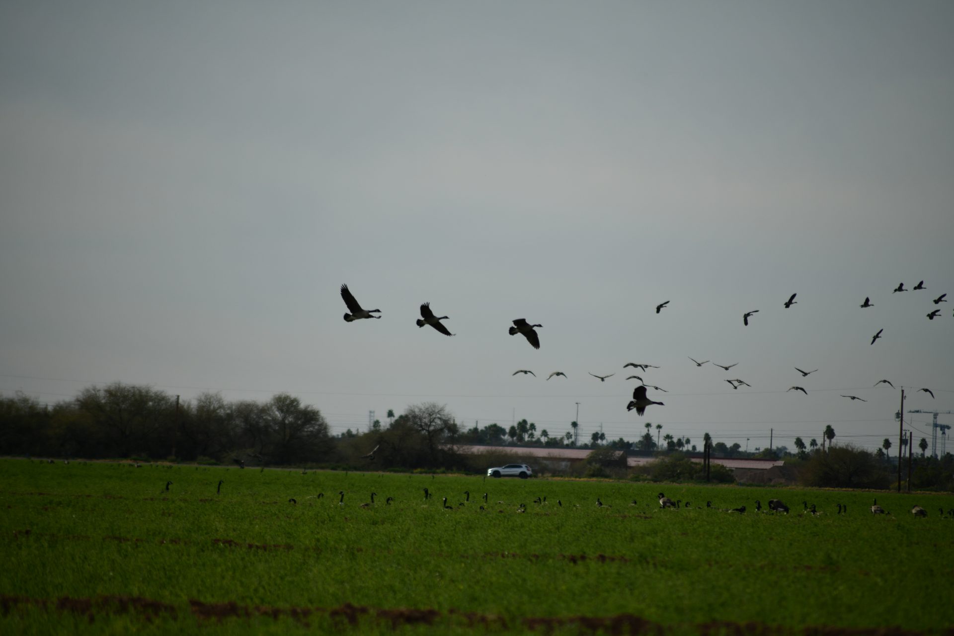 Just Passing Through: Geese Drop In on the Community During Migration