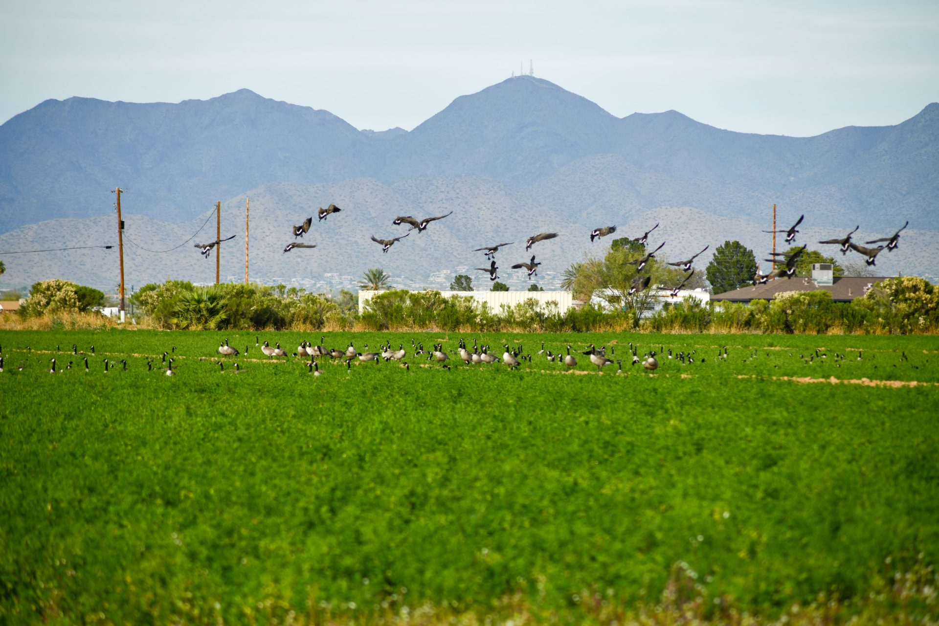 Just Passing Through: Geese Drop In on the Community During Migration