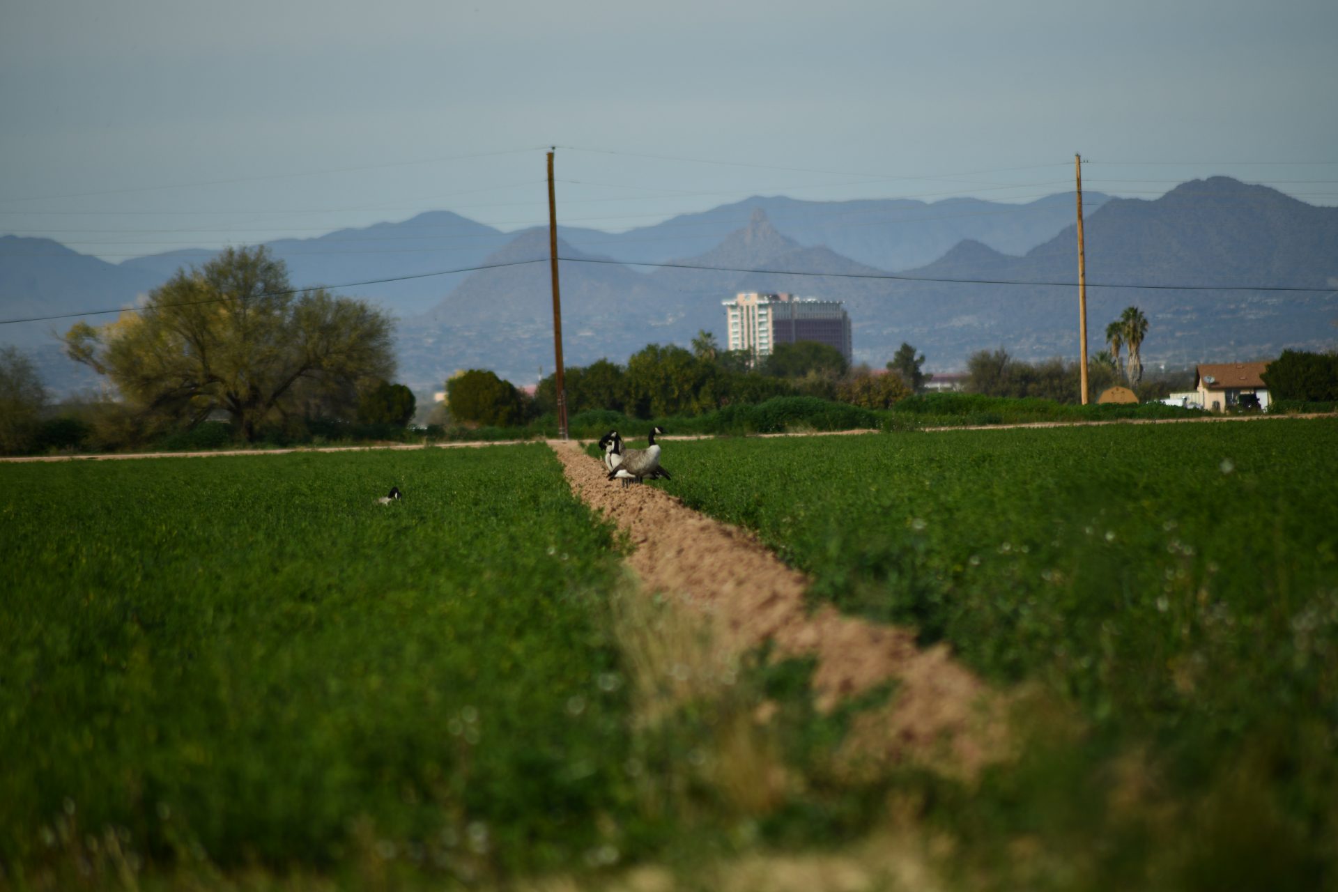 Just Passing Through: Geese Drop In on the Community During Migration