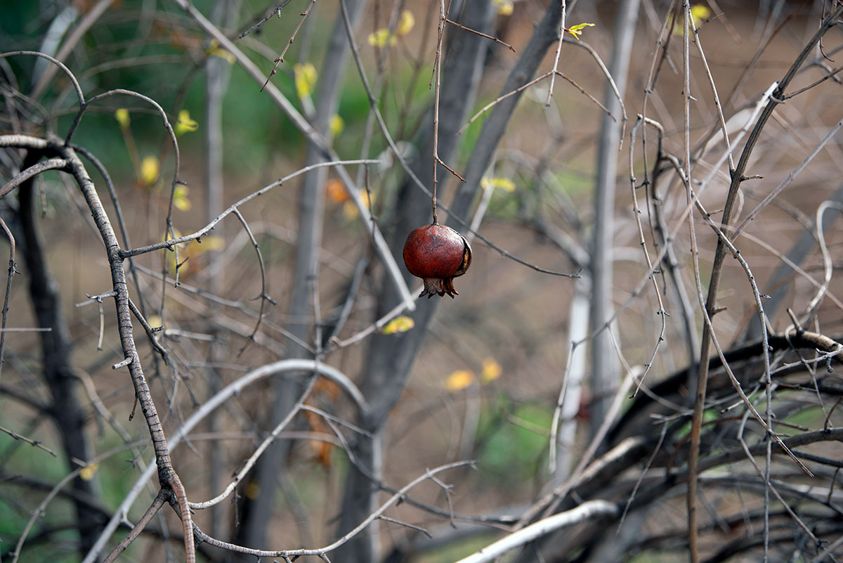 O’odham Piipaash Culture Celebrated O’odham Piipaash Culture Celebrated