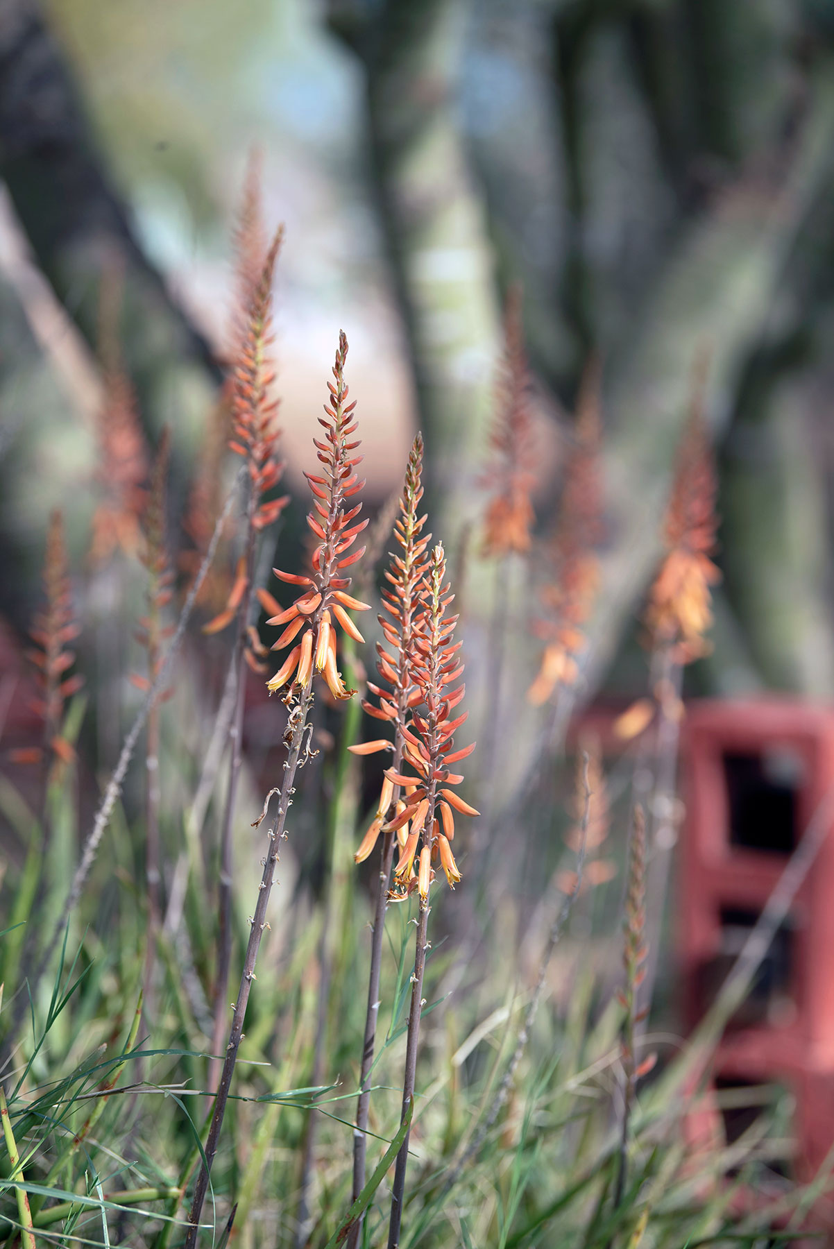 O’odham Piipaash Culture Celebrated O’odham Piipaash Culture Celebrated