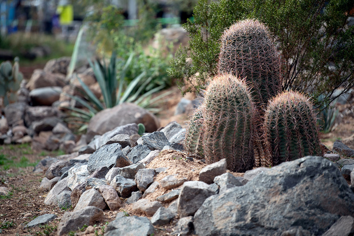 O’odham Piipaash Culture Celebrated O’odham Piipaash Culture Celebrated