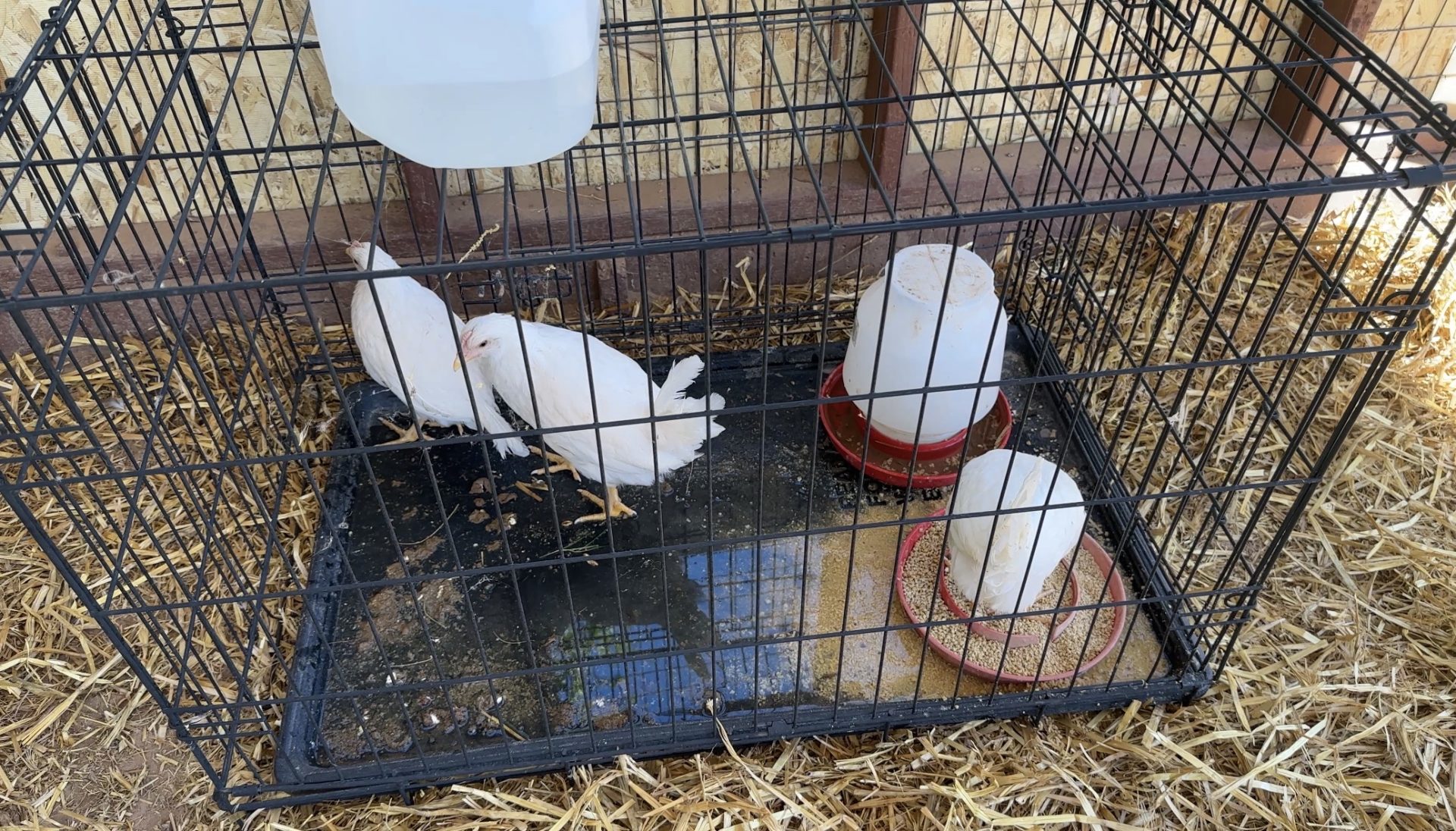 ECEC Students Learn Where Their Food Comes From at Community Garden