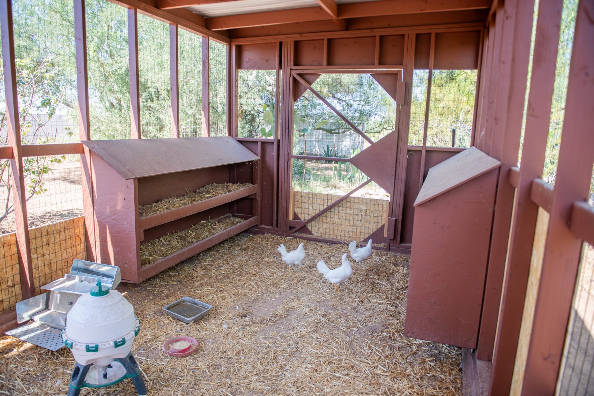 Community Garden Debuts New Chicken Coop