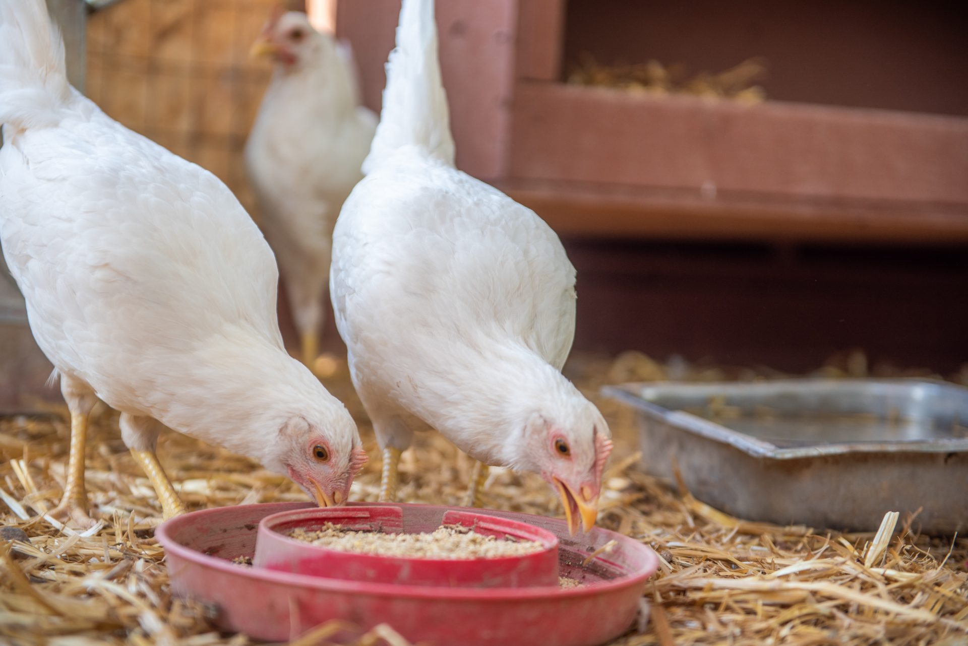 Community Garden Debuts New Chicken Coop