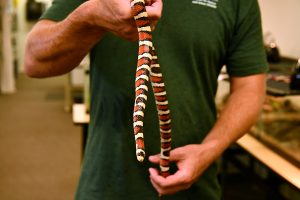 Summer Snake Safety Summer Snake Safety