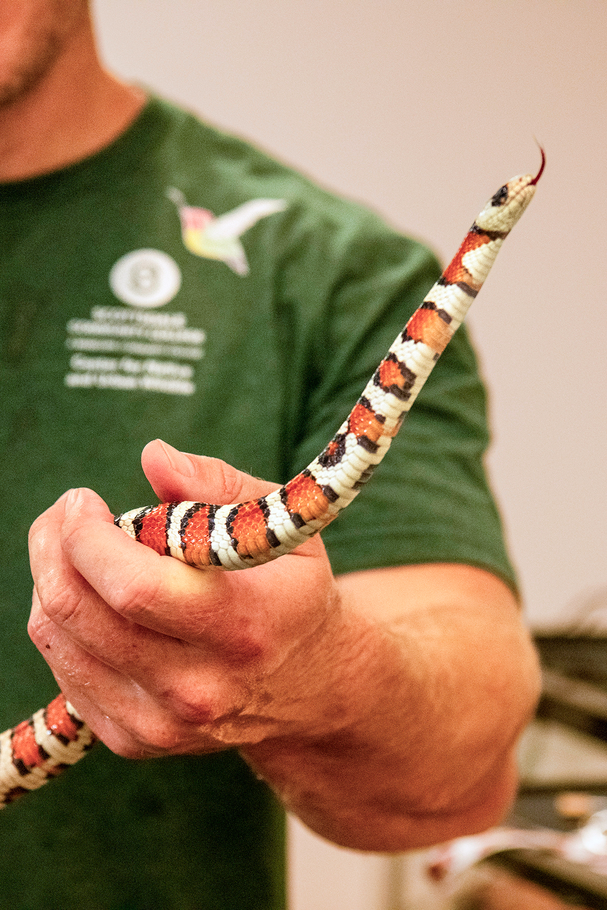 Summer Snake Safety Summer Snake Safety