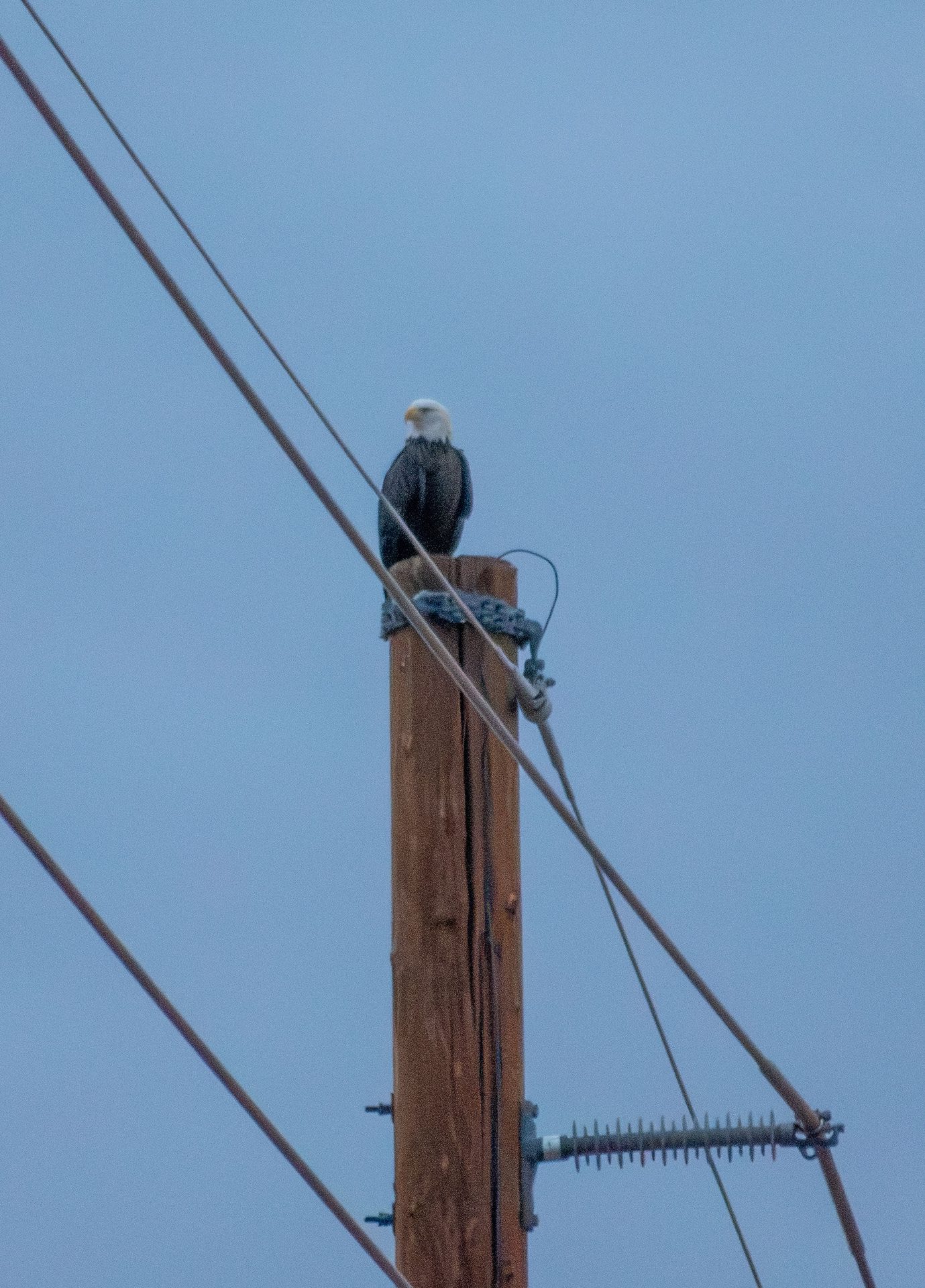 Birding is More than a Hobby for EPNR Birding is More than a Hobby for EPNR